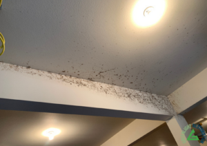 Mold Damage In Your Home: What You Need To Know