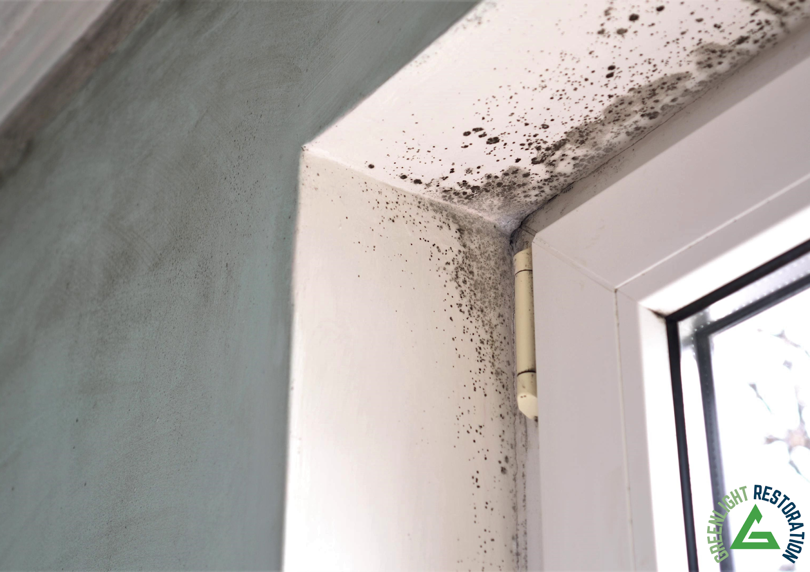 Mold Removal vs. Mold Remediation